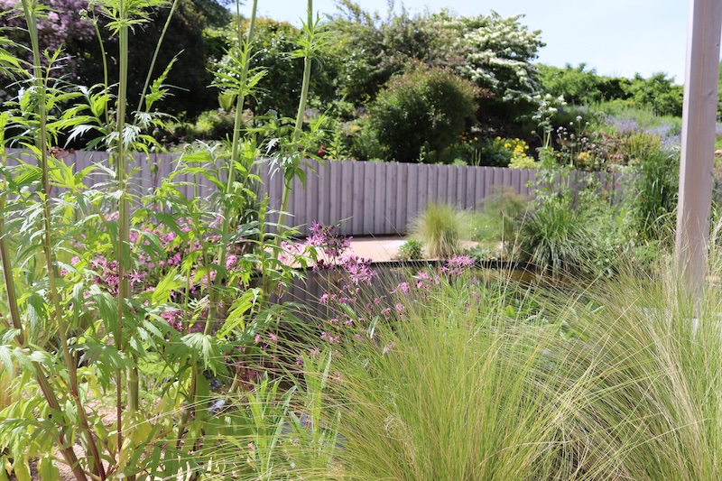 Wildlife pond surrounded by grasses and flowering garden planting